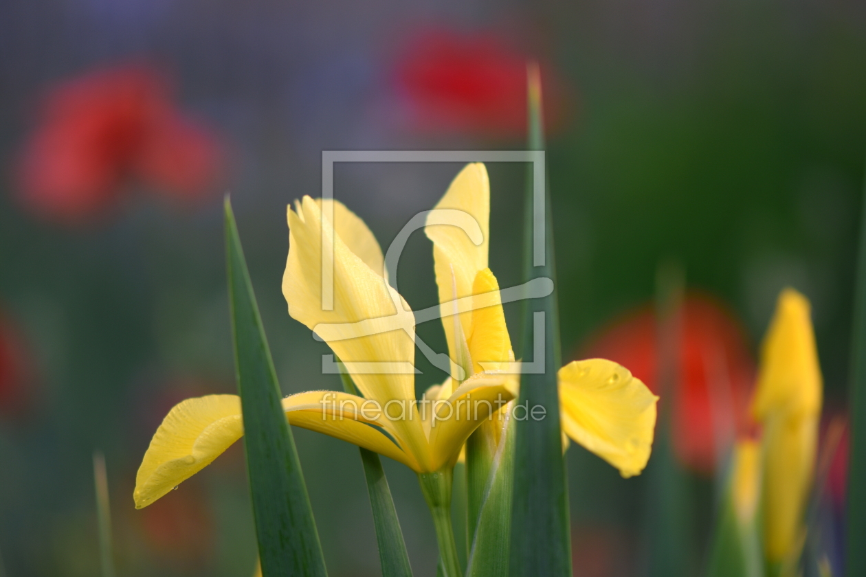 Bild-Nr.: 12448655 Iris erstellt von GUGIGEI
