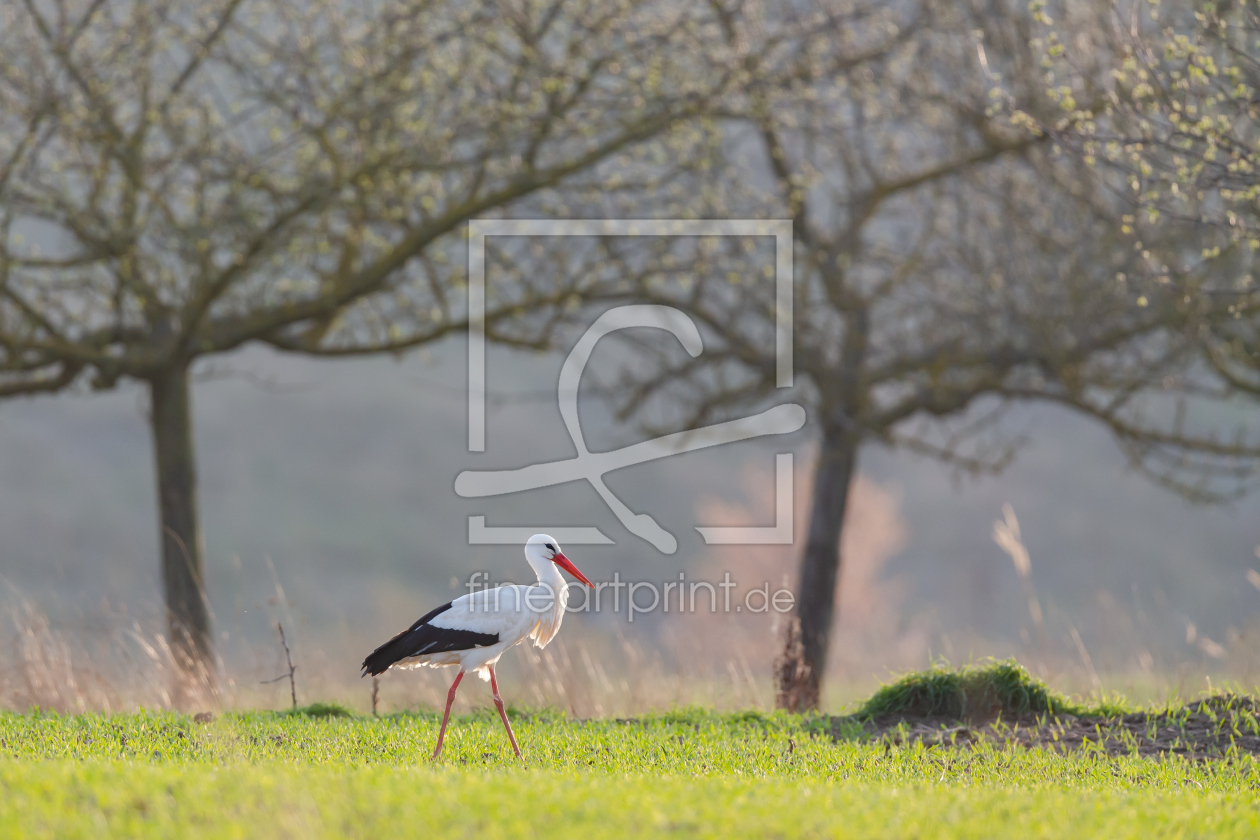 Bild-Nr.: 12449132 Weißstorch erstellt von DirkR