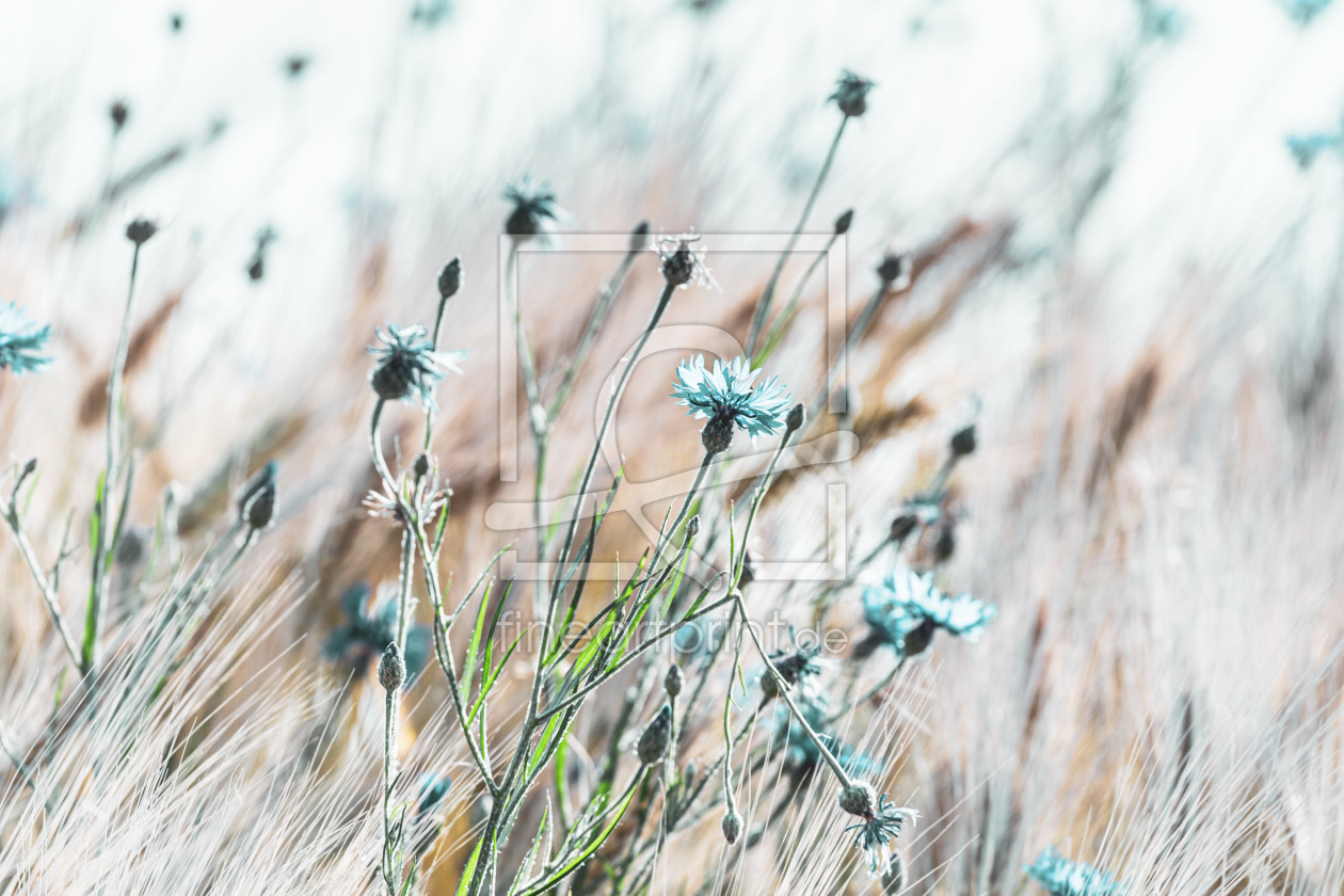 Bild-Nr.: 12449802 landscape flowers erstellt von Ursula Reins