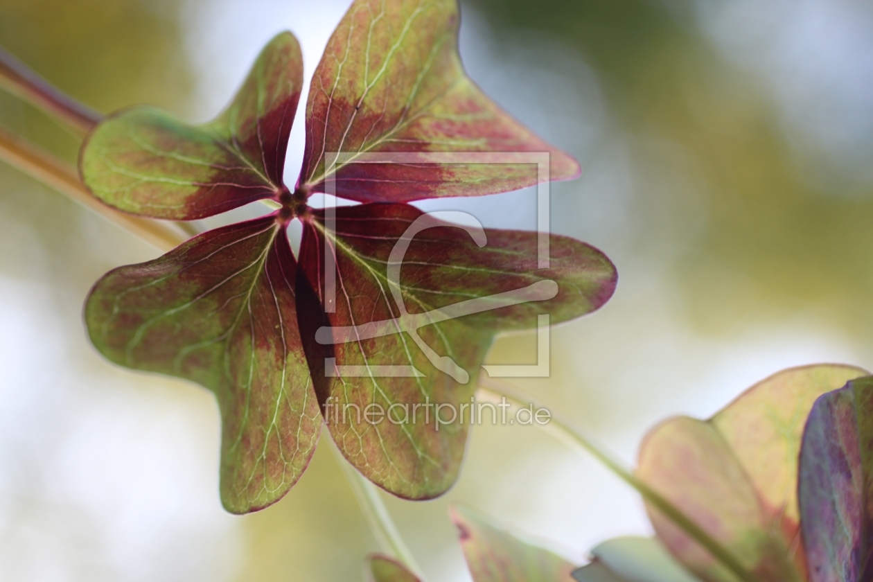 Bild-Nr.: 12449864 Kleeblatt erstellt von Wunderblume1