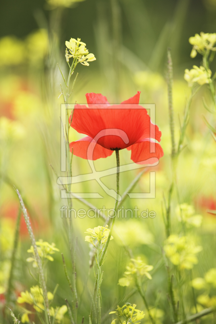 Bild-Nr.: 12450891 Wildblumenwiese mit Mohnblume erstellt von KundenNr-360966