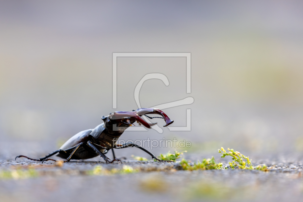 Bild-Nr.: 12453892 Hirschkäfer erstellt von DirkR