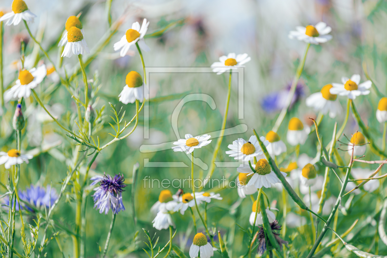 Bild-Nr.: 12454090 wild chamomile erstellt von Ursula Reins