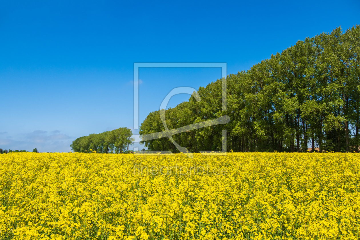 Bild-Nr.: 12455009 Rapsfeld mit Bäumen und blauen Himmel erstellt von Rico Ködder