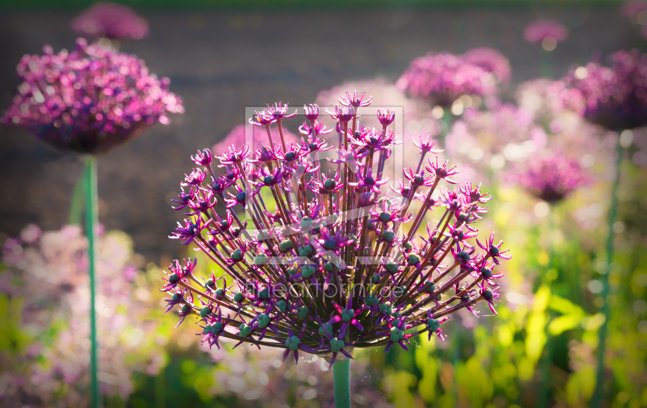 Bild-Nr.: 12456156 Allium Blüten erstellt von SusaZoom