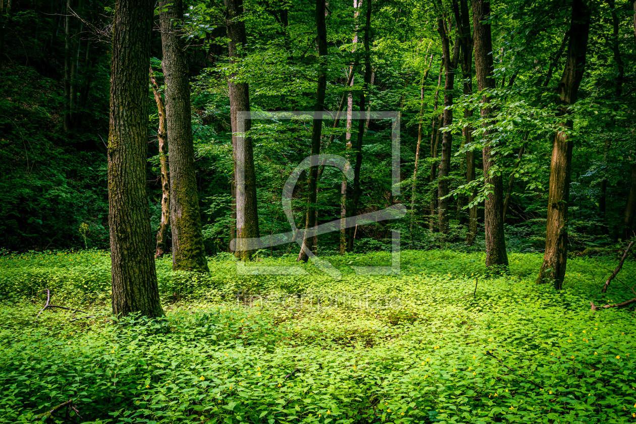 Bild-Nr.: 12456363 Morgenbachtal 07 erstellt von Erhard Hess