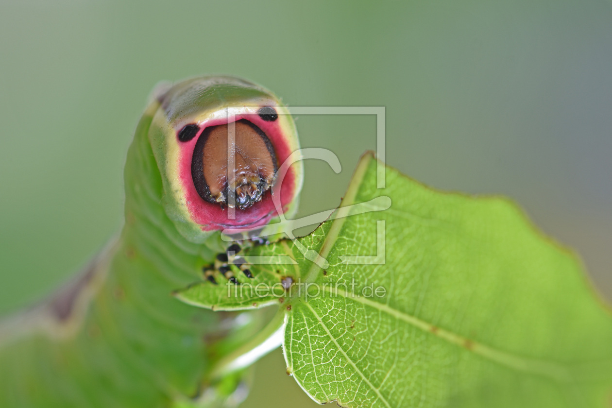 Bild-Nr.: 12463872 Das Gesicht erstellt von GUGIGEI