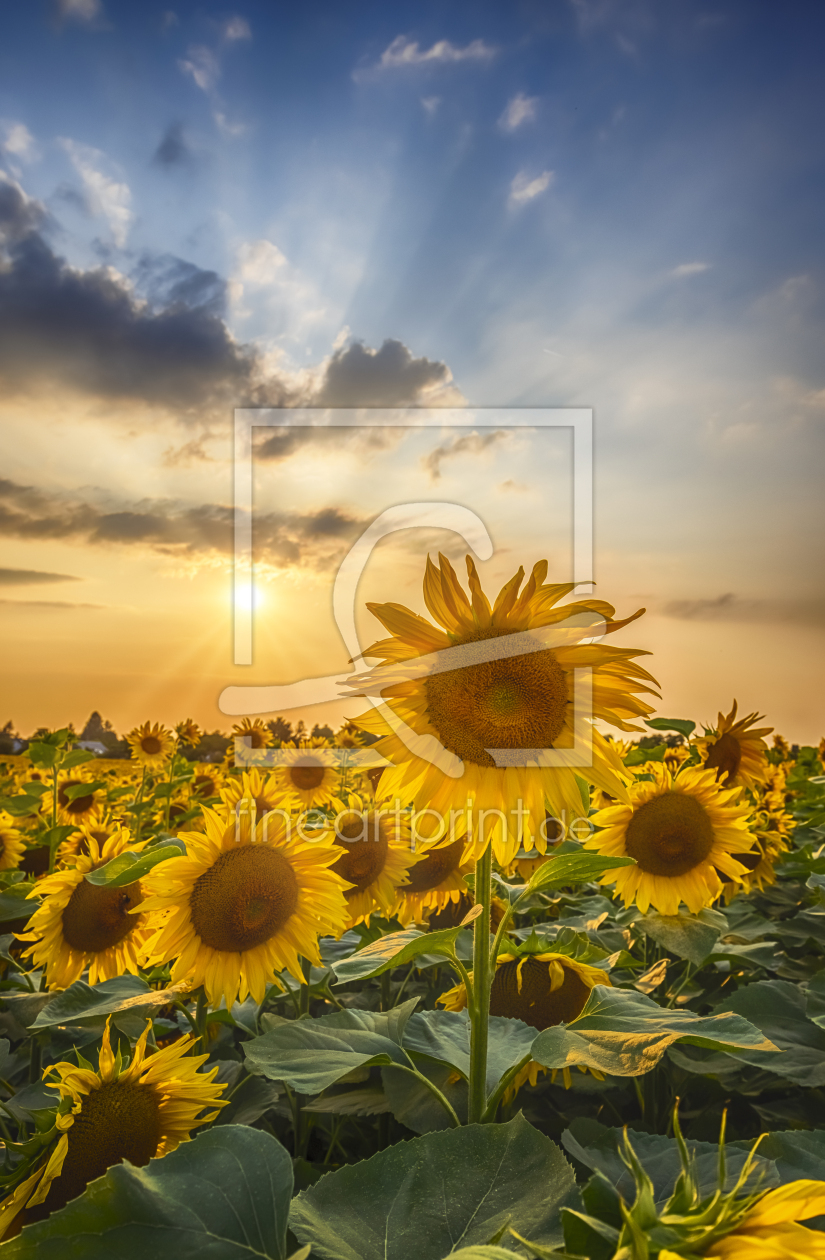 Bild-Nr.: 12465890 Sonnenblumen im Sonnenuntergang  erstellt von Melanie Viola