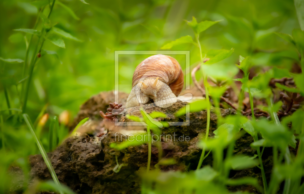 Bild-Nr.: 12468503 Weinbergschnecke erstellt von Patrick Schwarzbach