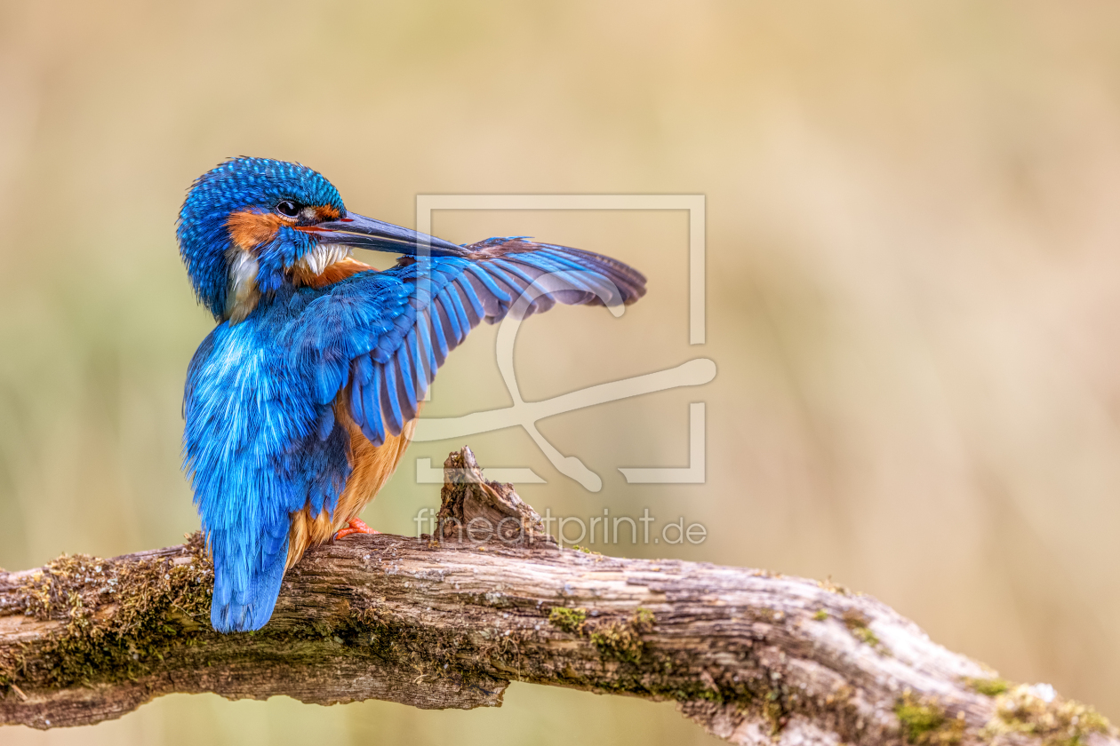 Bild-Nr.: 12469306 Eisvogel bei der Gefiederpflege erstellt von 
