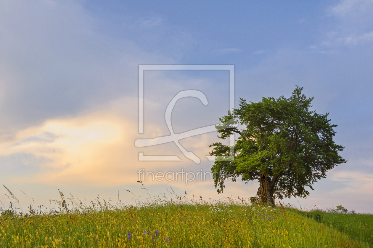 Bild-Nr.: 12470124 Landschaft mit Buche an einem Sommerabend erstellt von Togarini