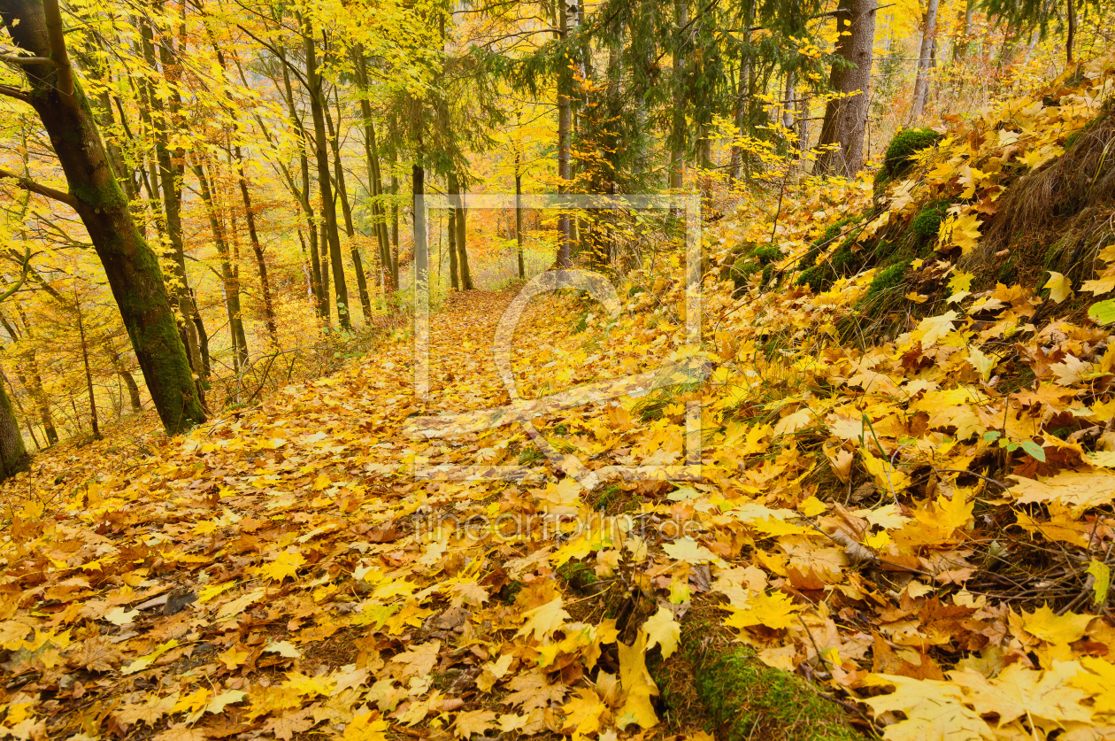 Bild-Nr.: 12472575 Wanderweg durch einen Herbstwald erstellt von Togarini