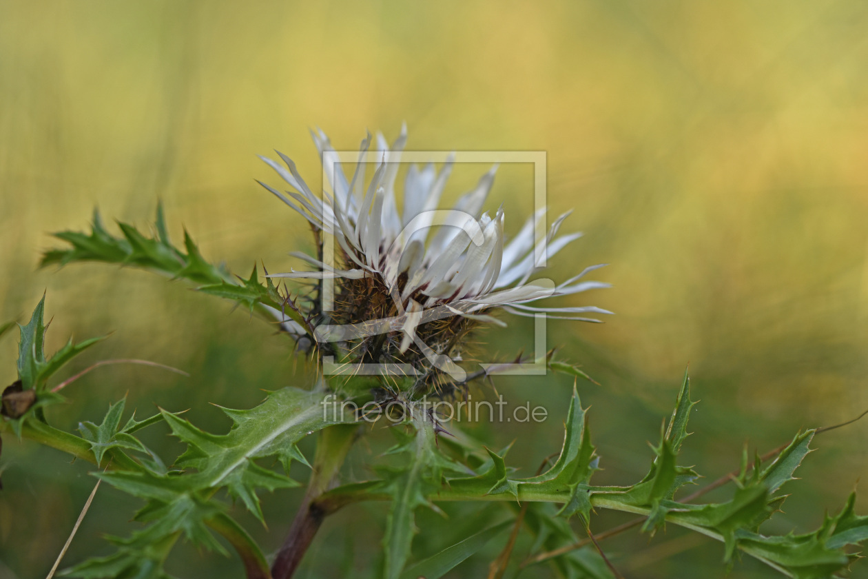 Bild-Nr.: 12475127 Silberdistel erstellt von GUGIGEI