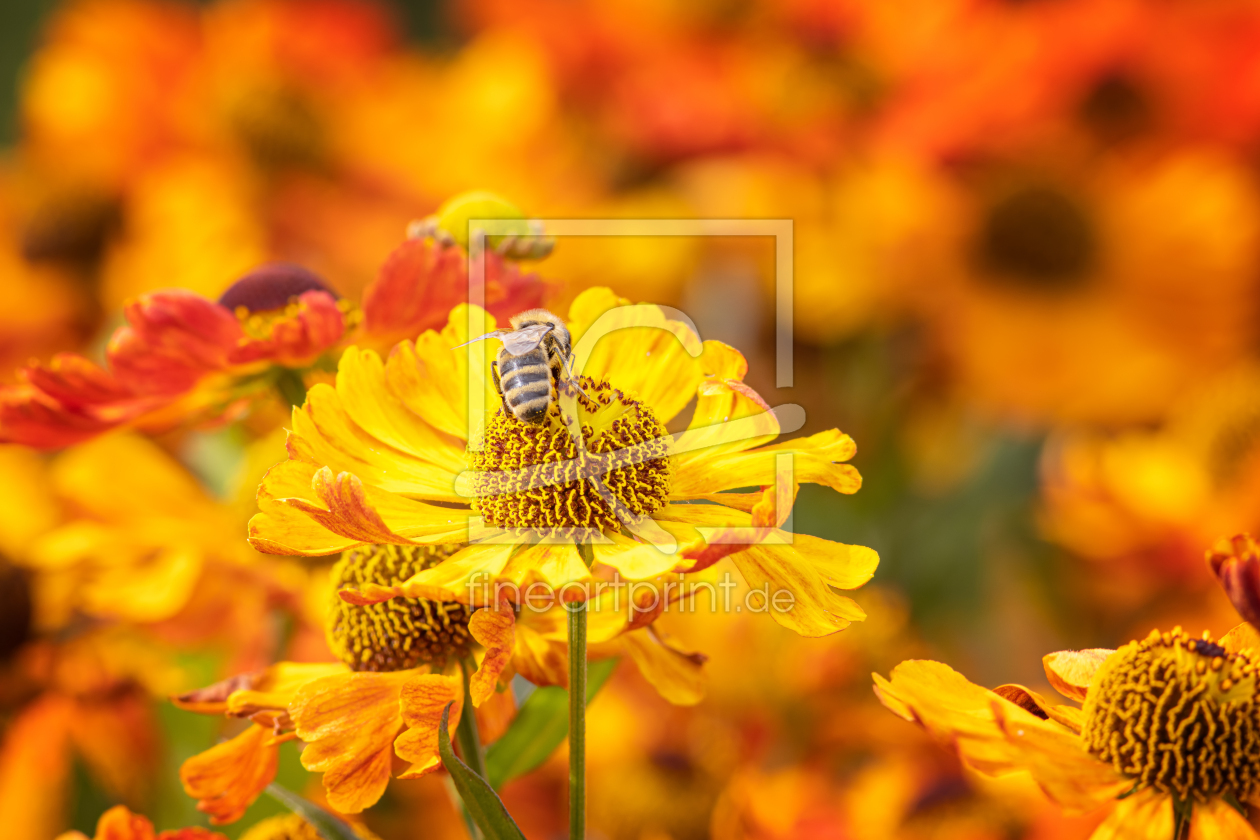 Bild-Nr.: 12475406 Sommer im Garten erstellt von FotoDeHRO