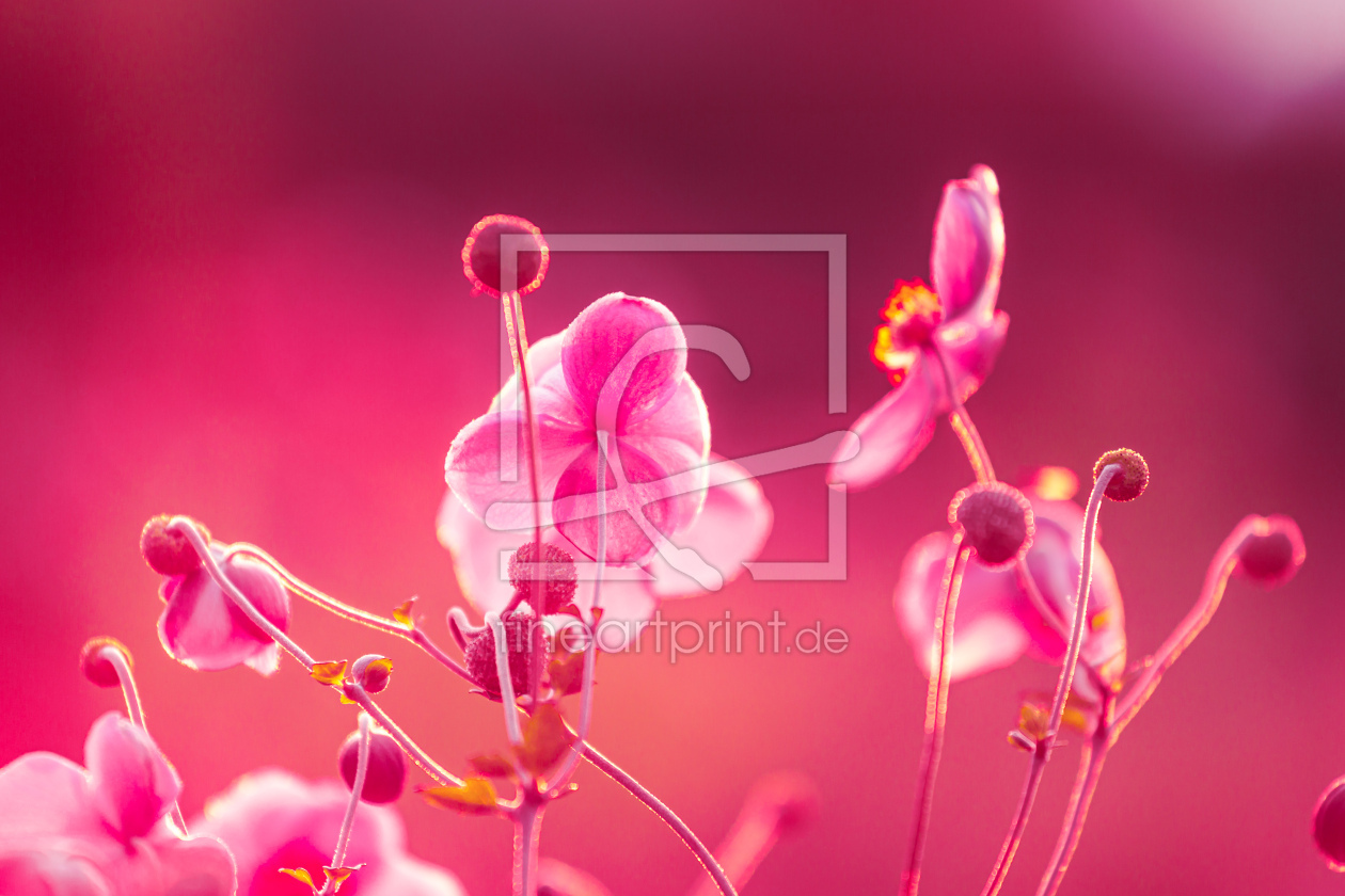 Bild-Nr.: 12478203 pink flower erstellt von Ursula Reins