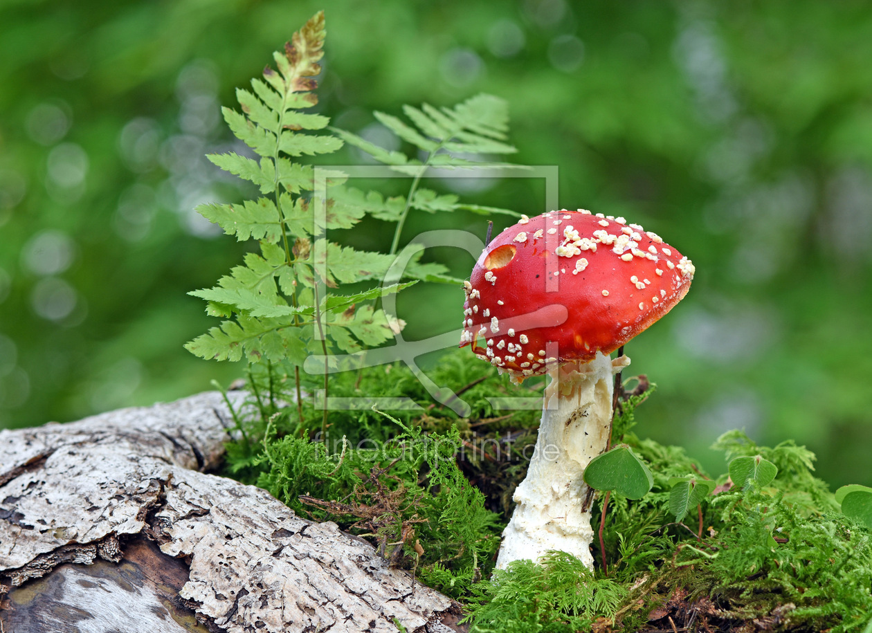 Bild-Nr.: 12479663 Fliegenpilz erstellt von GUGIGEI