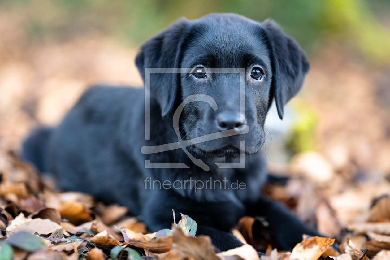 Bild-Nr.: 12480629 Labrador Retreiver erstellt von Achim Thomae