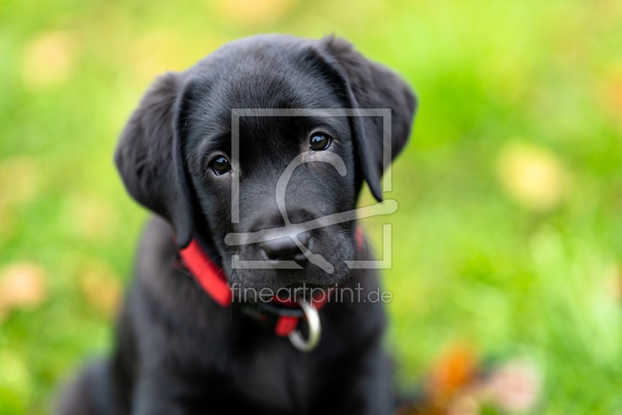 Bild-Nr.: 12480630 Labrador Retreiver Welpe erstellt von Achim Thomae