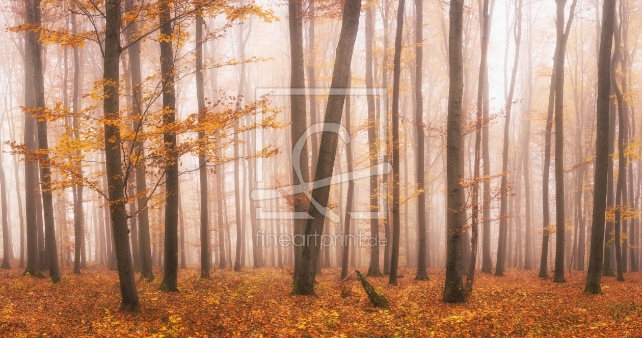 Bild-Nr.: 12489560 Herbstlaub im Wald  erstellt von luxpediation