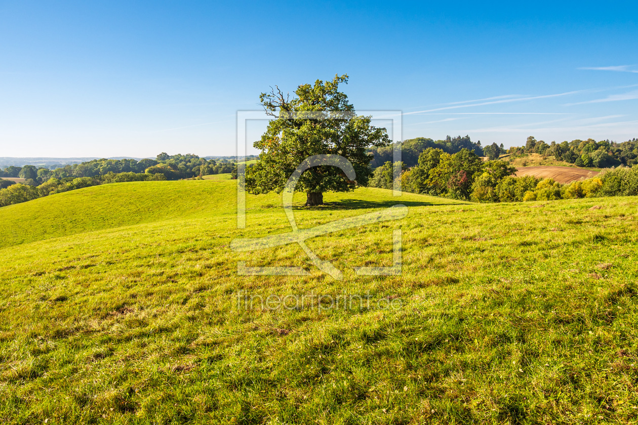 Bild-Nr.: 12490515 Landschaft mit Koppel und Bäumen bei Hohen Demzin erstellt von Rico Ködder