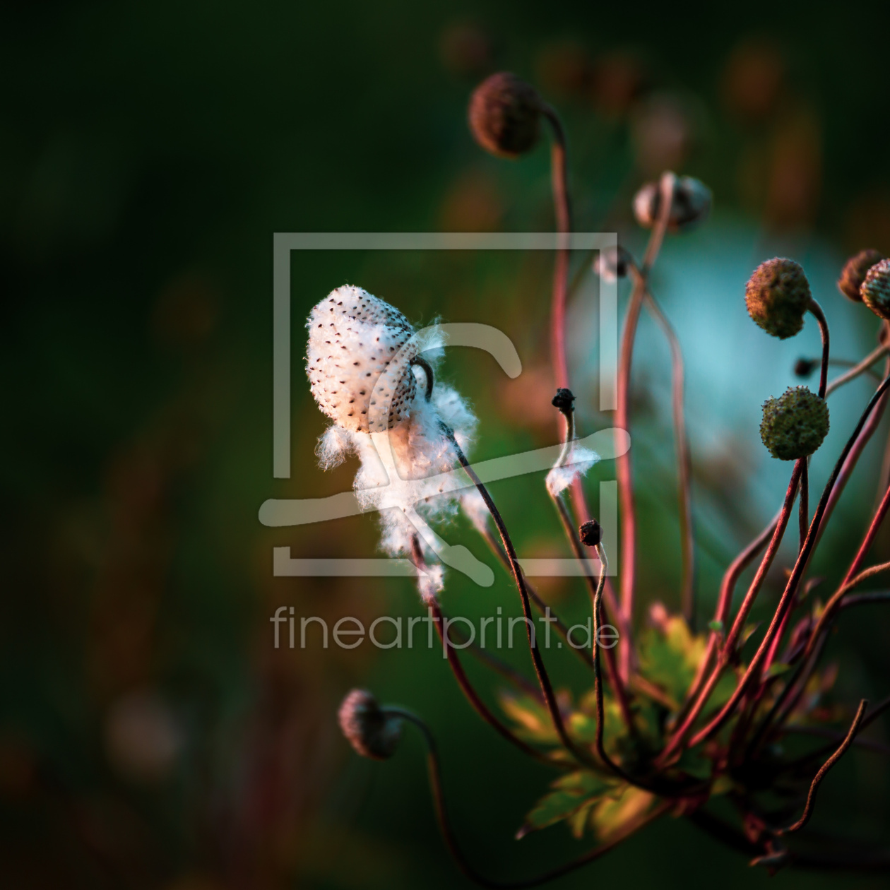 Bild-Nr.: 12495263 seeds       -2- erstellt von Ursula Reins