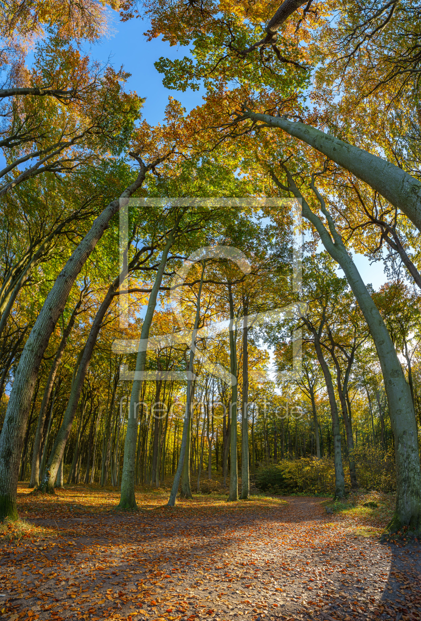Bild-Nr.: 12495298 Im Herbstlichen Wald erstellt von FotoDeHRO