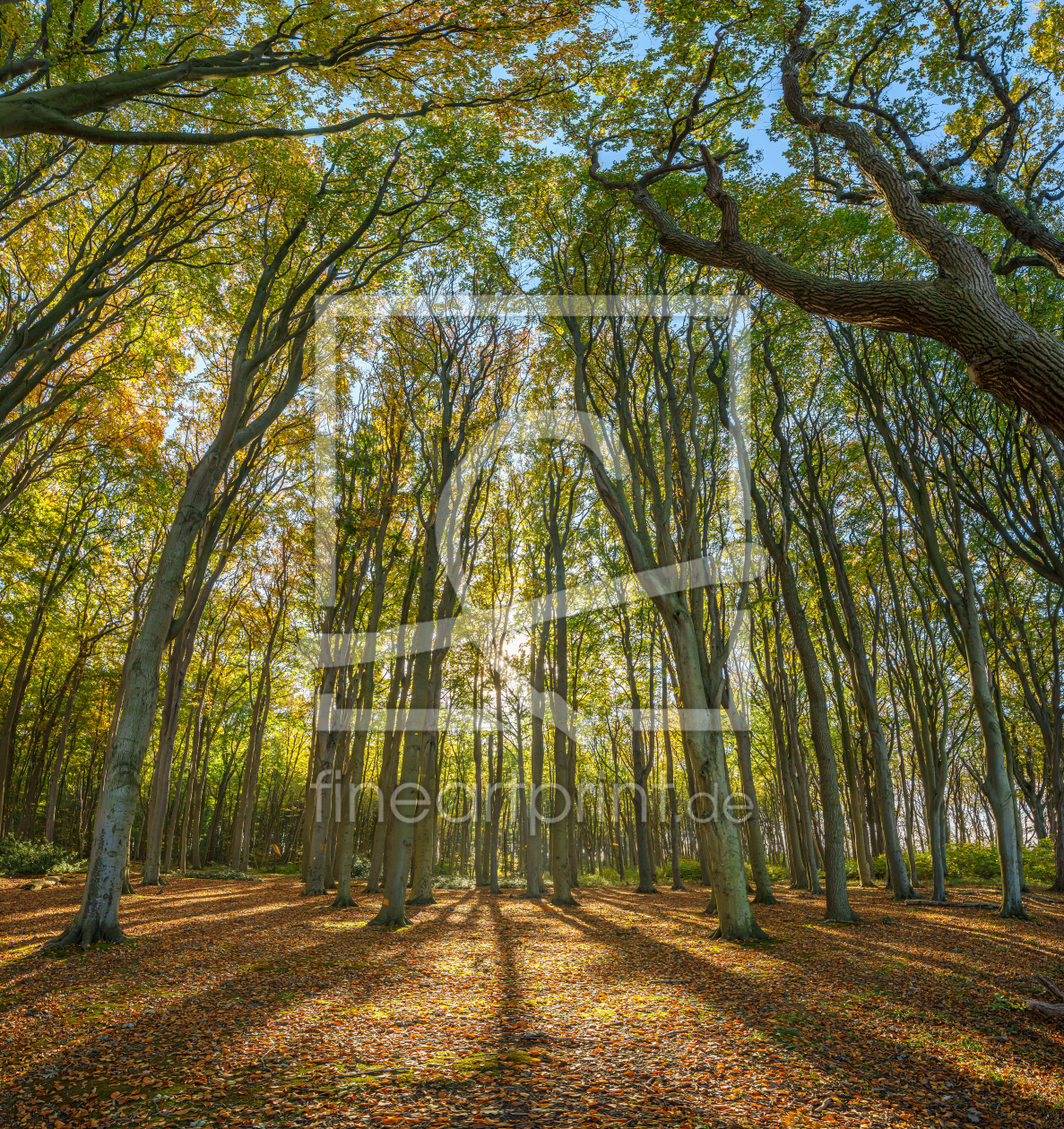Bild-Nr.: 12495325 Herbst Im Wald erstellt von FotoDeHRO