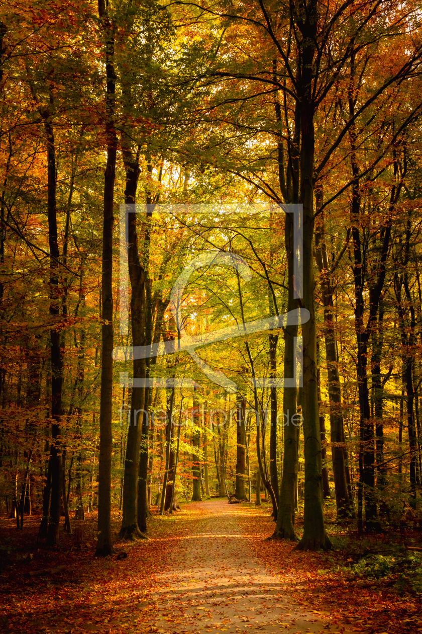 Bild-Nr.: 12499325 Herbstwald erstellt von Steffen Henze