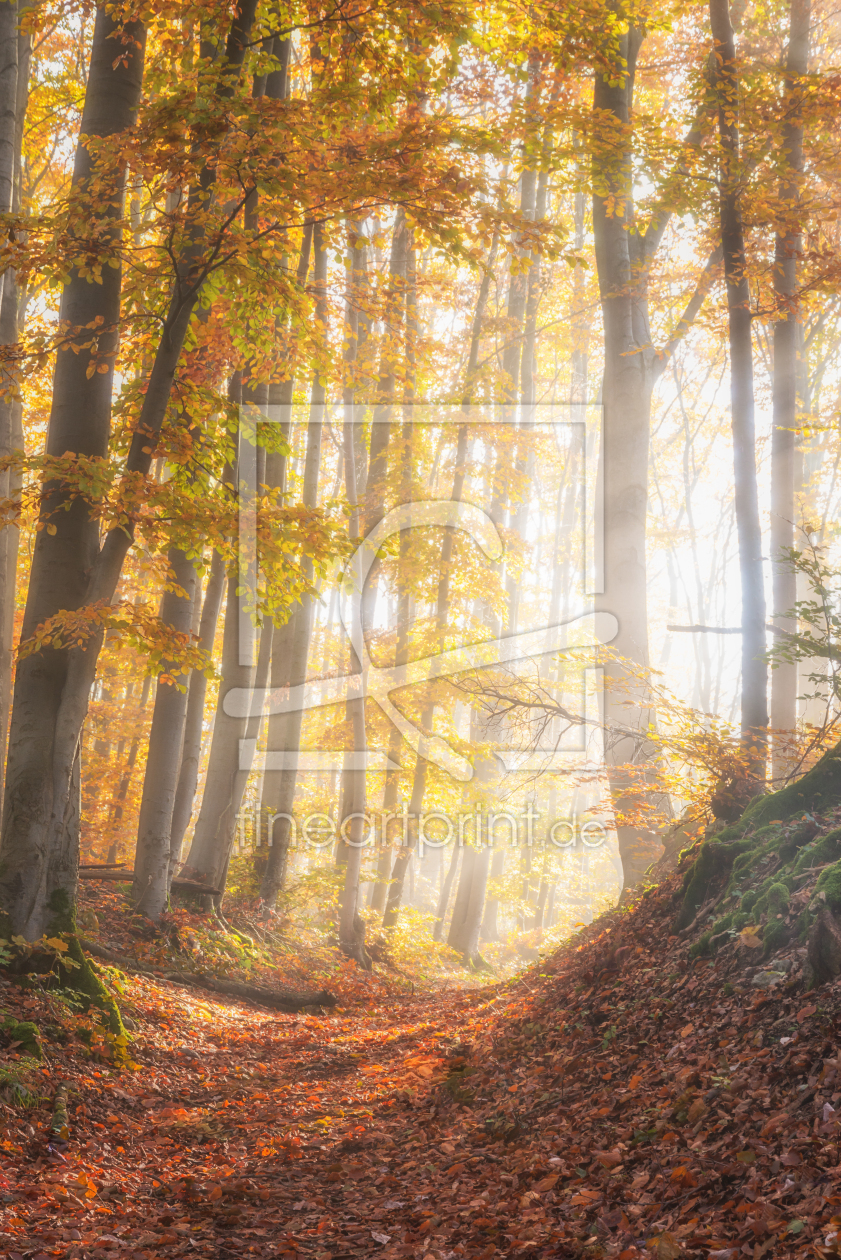Bild-Nr.: 12503822 Leuchtender Herbst erstellt von luxpediation