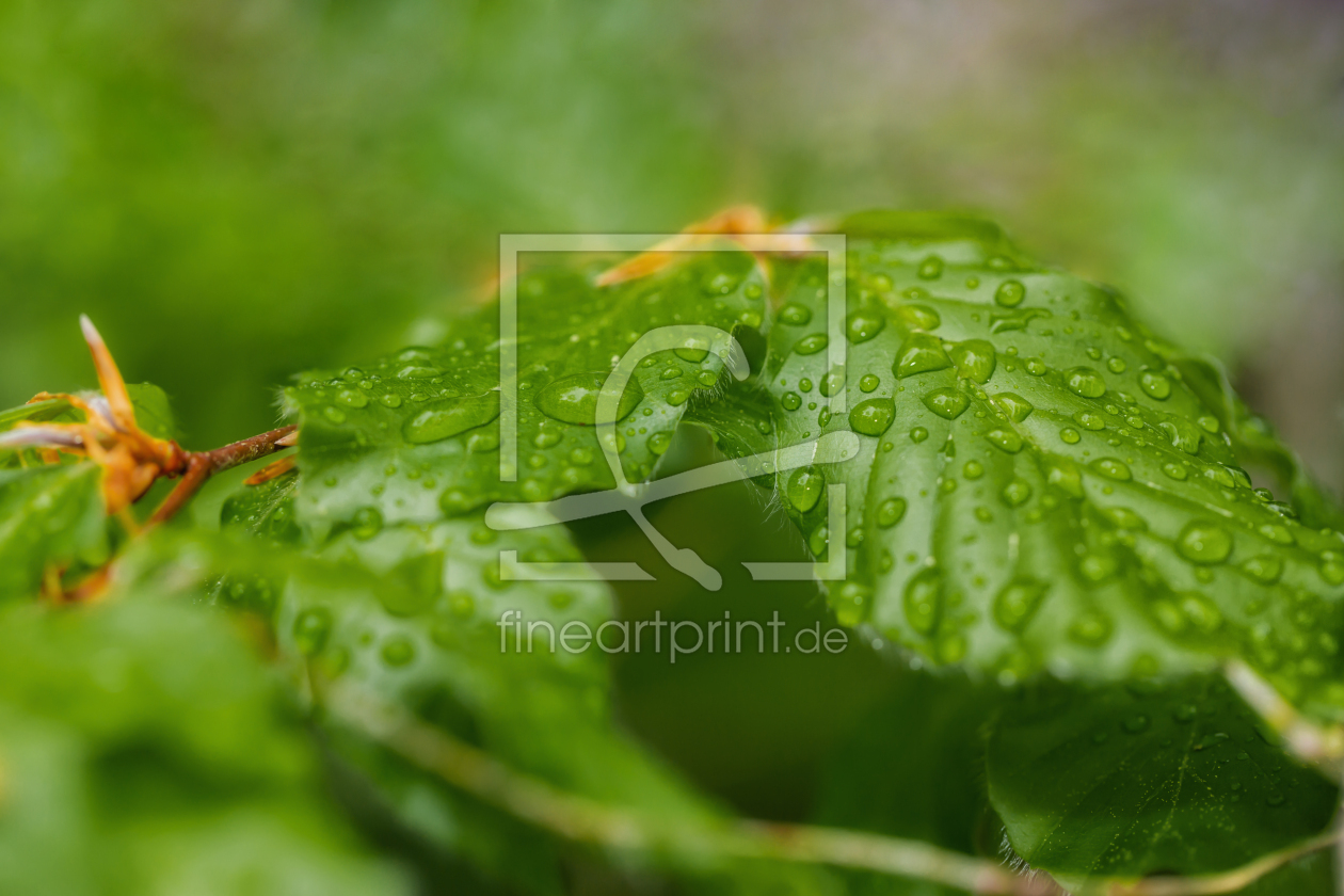 Bild-Nr.: 12505124 Nahaufnahme von Wassertropfen auf einem Blatt erstellt von SandraFotodesign