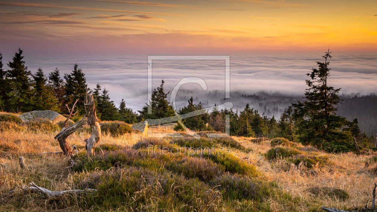 Bild-Nr.: 12516191 Pure Natur im Harz  erstellt von Steffen Henze