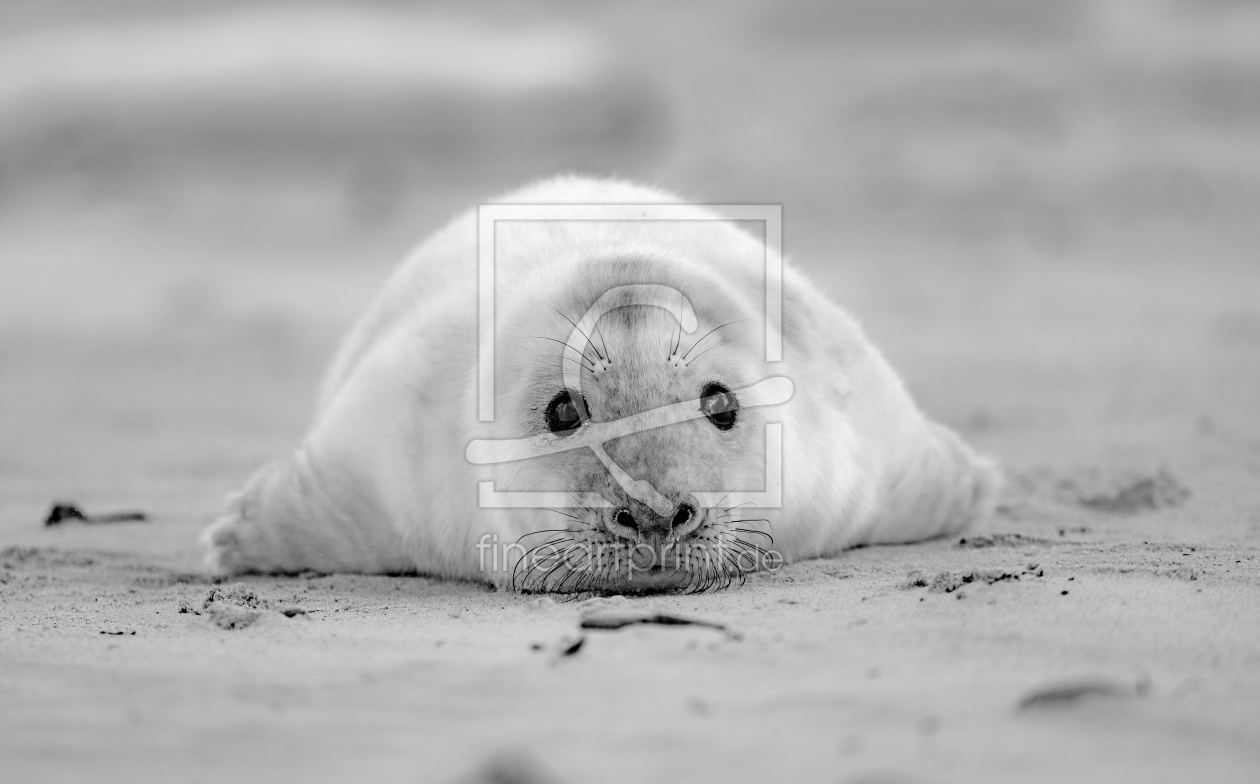 Bild-Nr.: 12525427 Robbenbaby Helgoland erstellt von MPL-Photographie