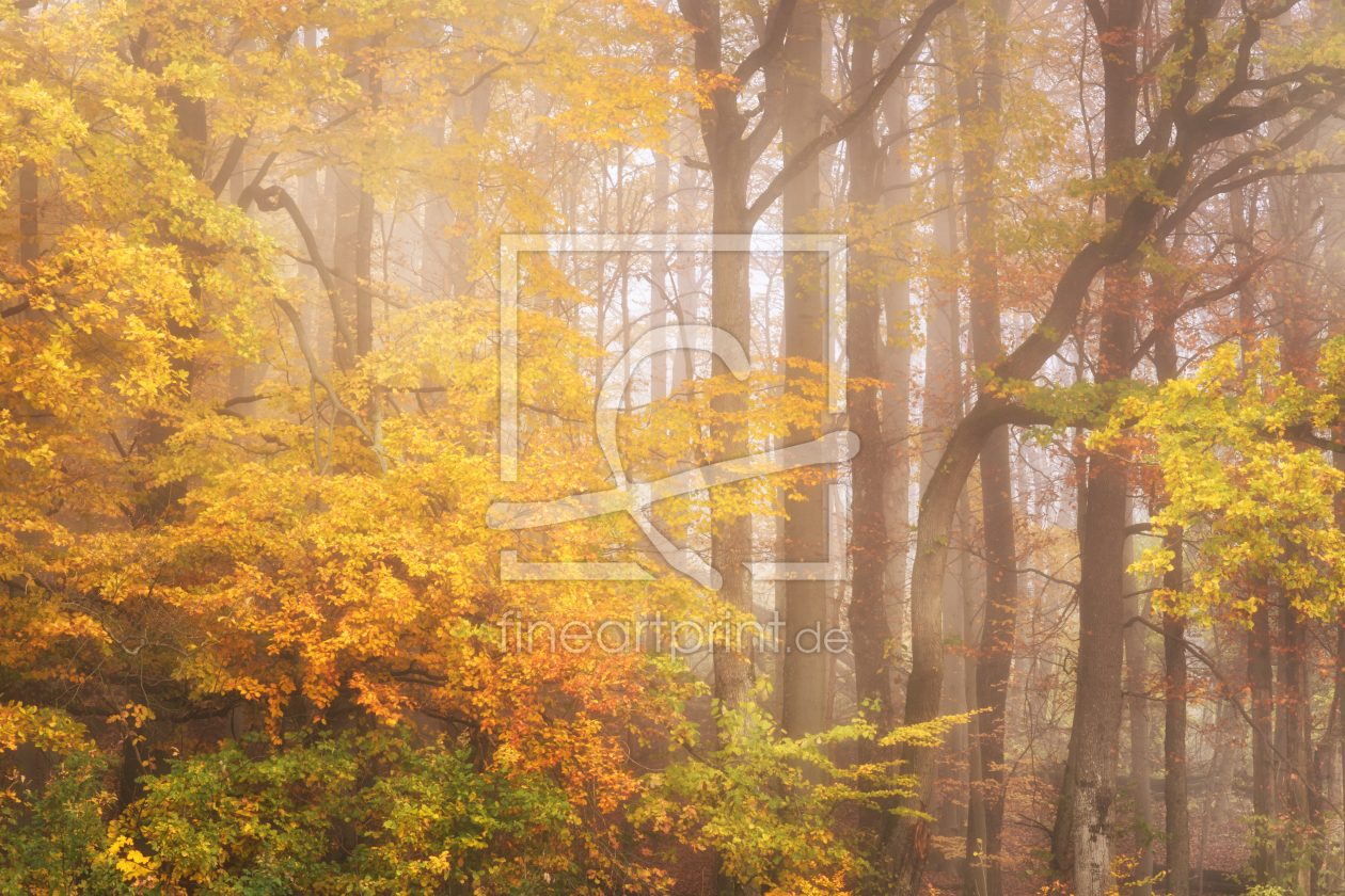 Bild-Nr.: 12525491 Herbstfarben im Wald erstellt von luxpediation