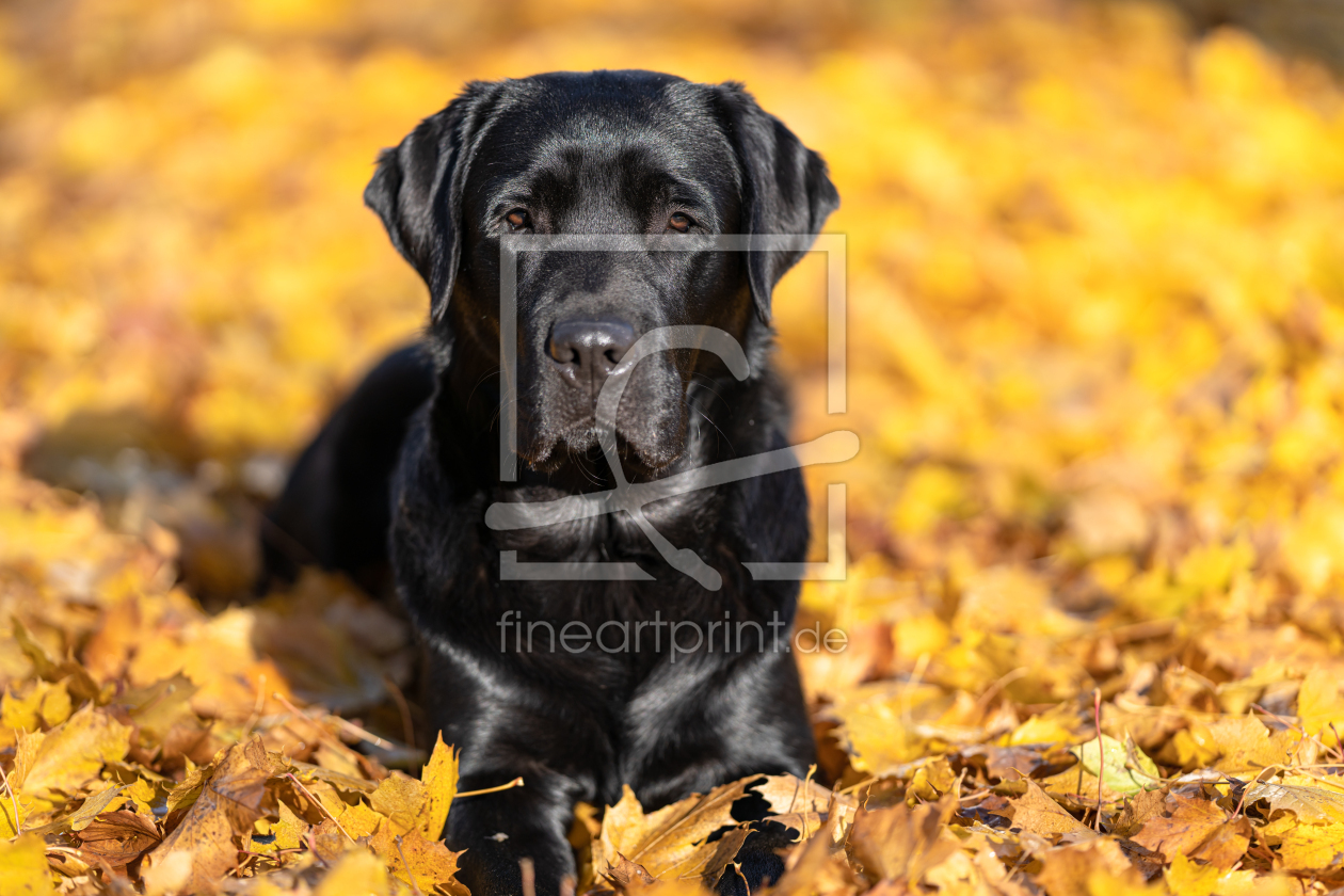 Bild-Nr.: 12527056 Labrador erstellt von Achim Thomae