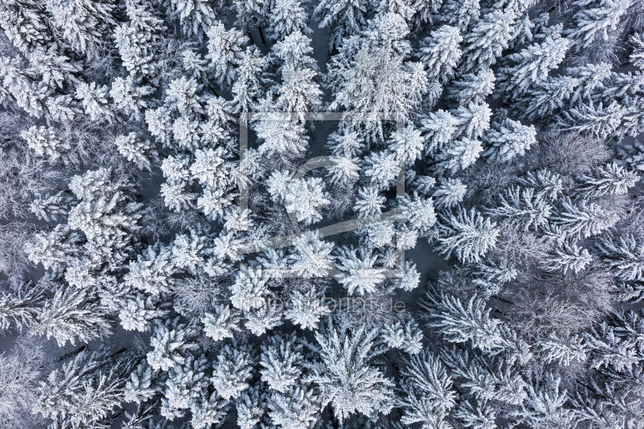 Bild-Nr.: 12529339 Winter im Schwarzwald erstellt von dieterich