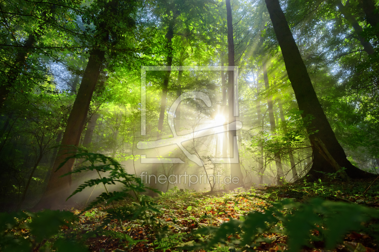 Bild-Nr.: 12530117 Leuchtende Sonnenstrahlen im nebligen Laubwald erstellt von Smileus