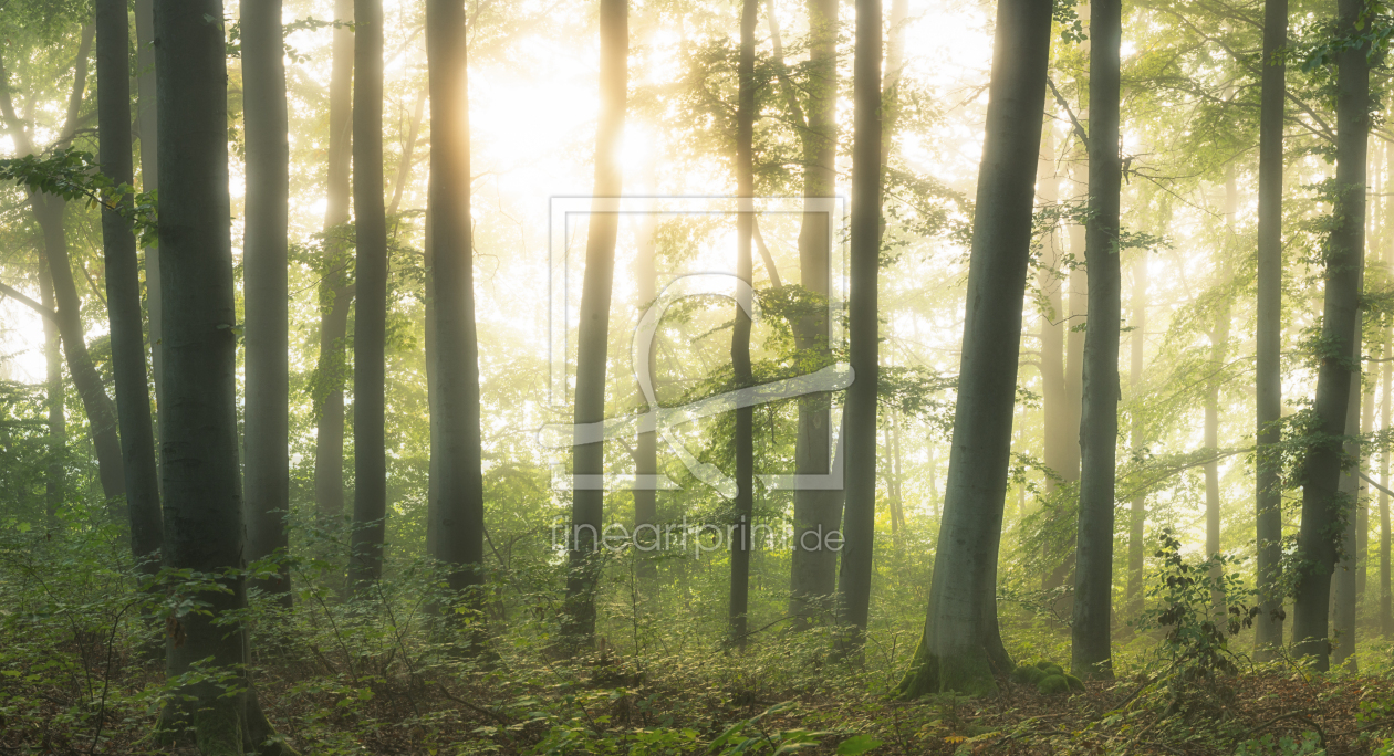 Bild-Nr.: 12533941 Sonniger Laubwald erstellt von luxpediation
