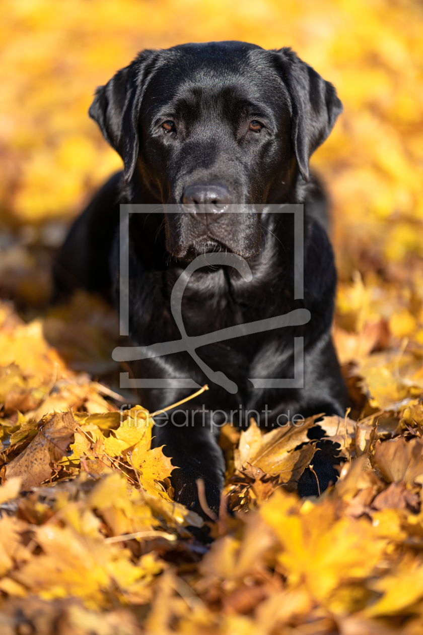 Bild-Nr.: 12541382 Labrador Retriever erstellt von Achim Thomae