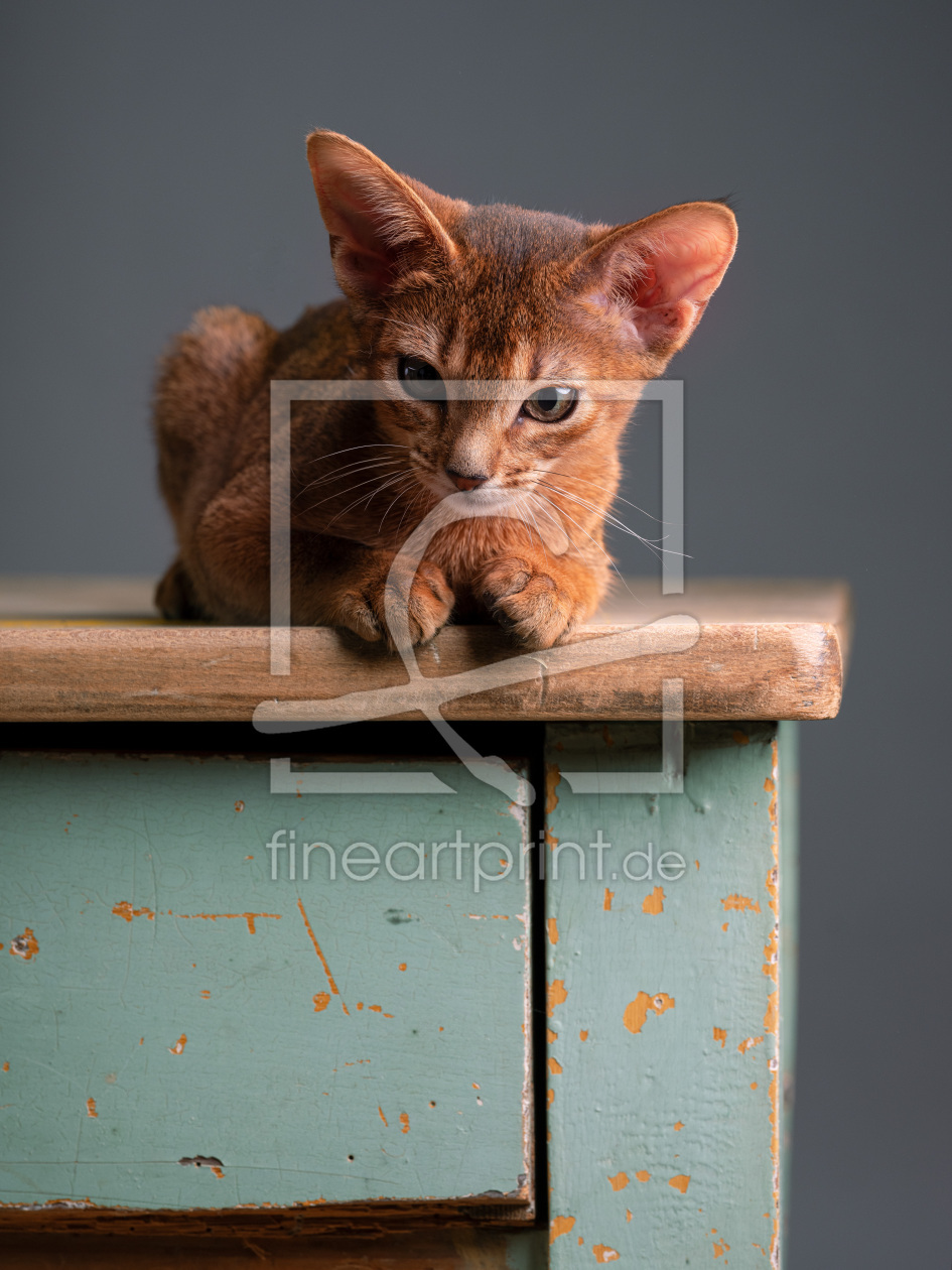 Bild-Nr.: 12541924 Abessinier Katze erstellt von Nailia Schwarz