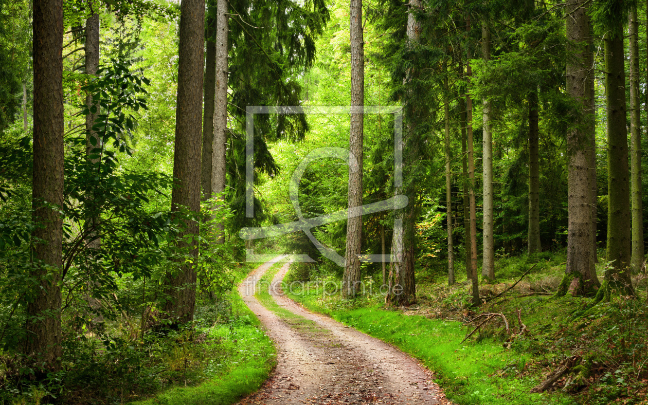 Bild-Nr.: 12554233 Wanderweg durch schönen grünen Wald erstellt von Smileus