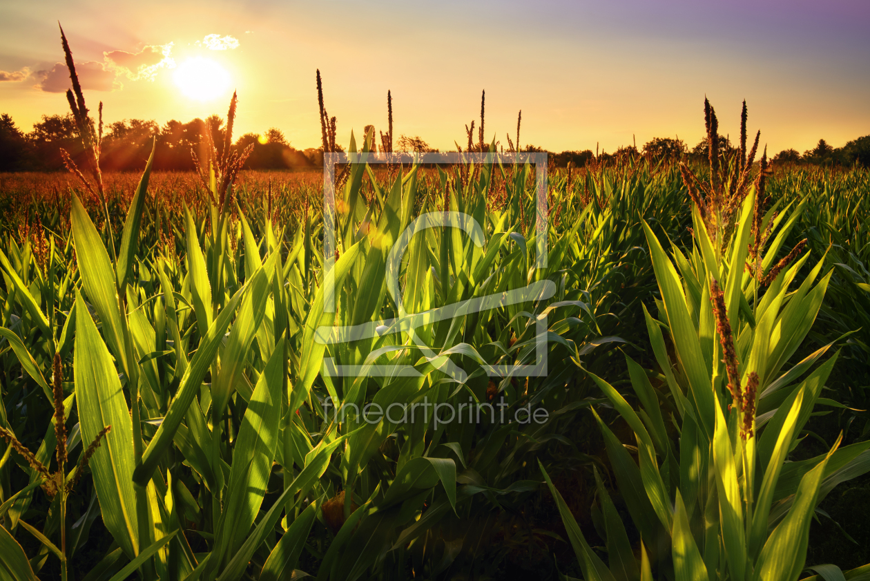 Bild-Nr.: 12554994 Maisfeld bei Sonnenuntergang erstellt von Smileus