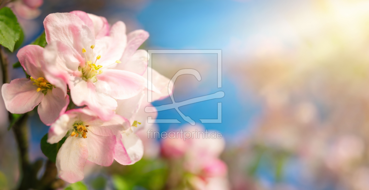 Bild-Nr.: 12555007 Rosa Kirschblüten im warmen Sonnenlicht erstellt von Smileus