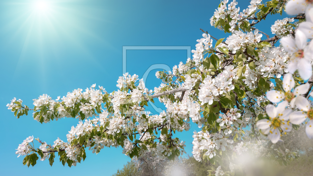 Bild-Nr.: 12556681 Weiße Blüten im verträumten Sonnenlicht erstellt von Smileus