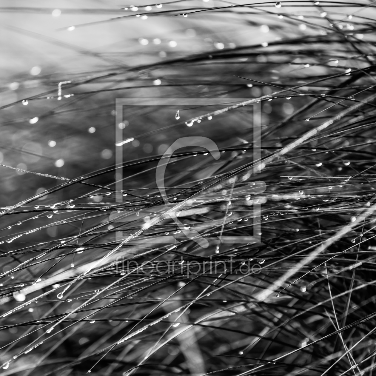 Bild-Nr.: 12557401 Grasgeflüster erstellt von Ursula Reins