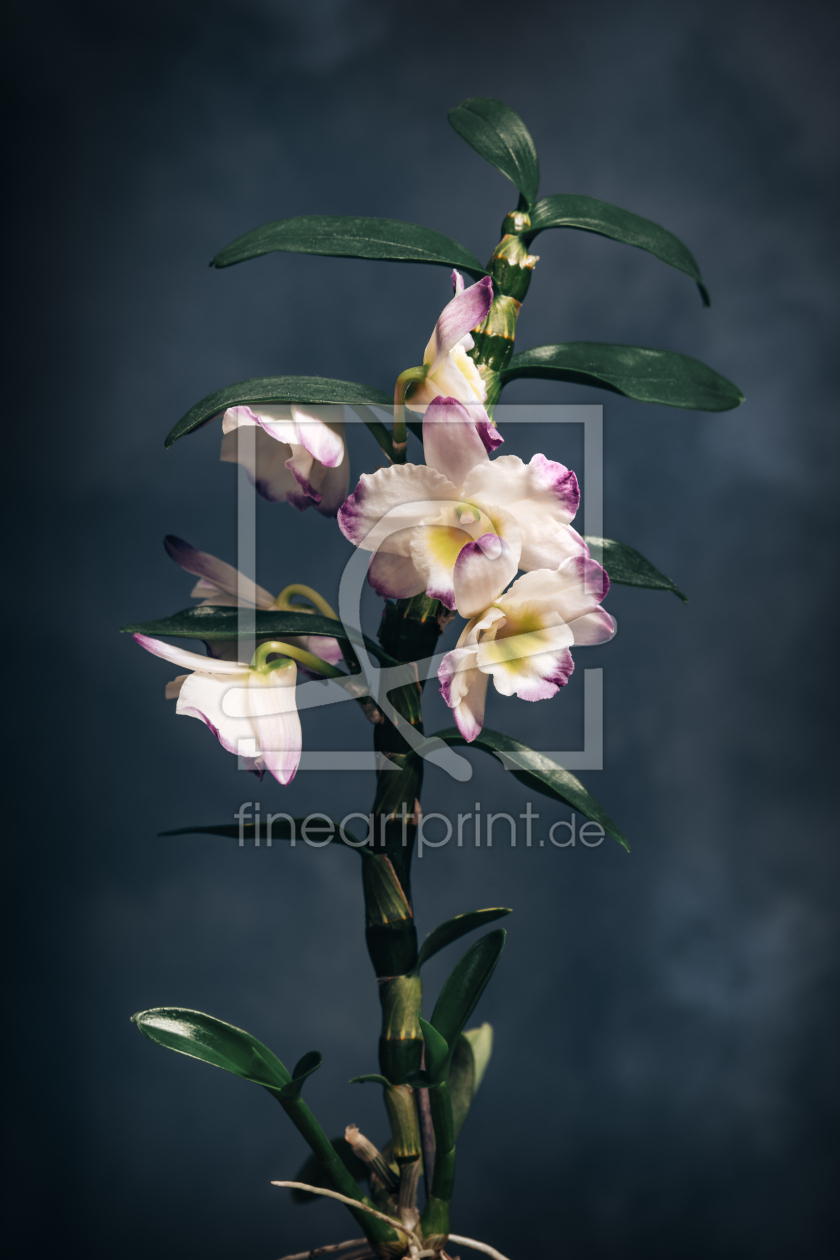 Bild-Nr.: 12563019 Dendrobium Orchidee erstellt von Steffen Gierok