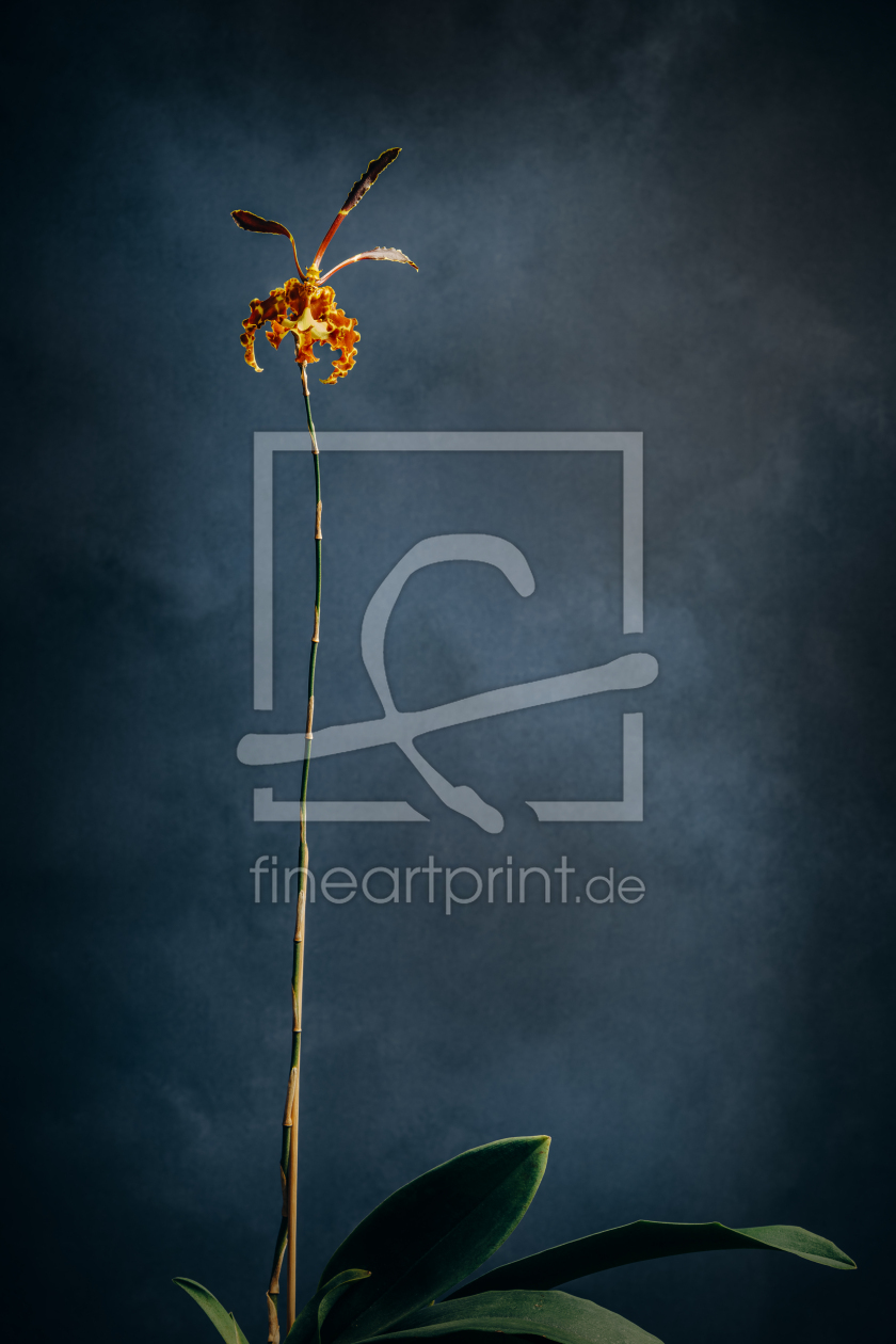 Bild-Nr.: 12563026 Psychopsis-papilio Orchidee erstellt von Steffen Gierok