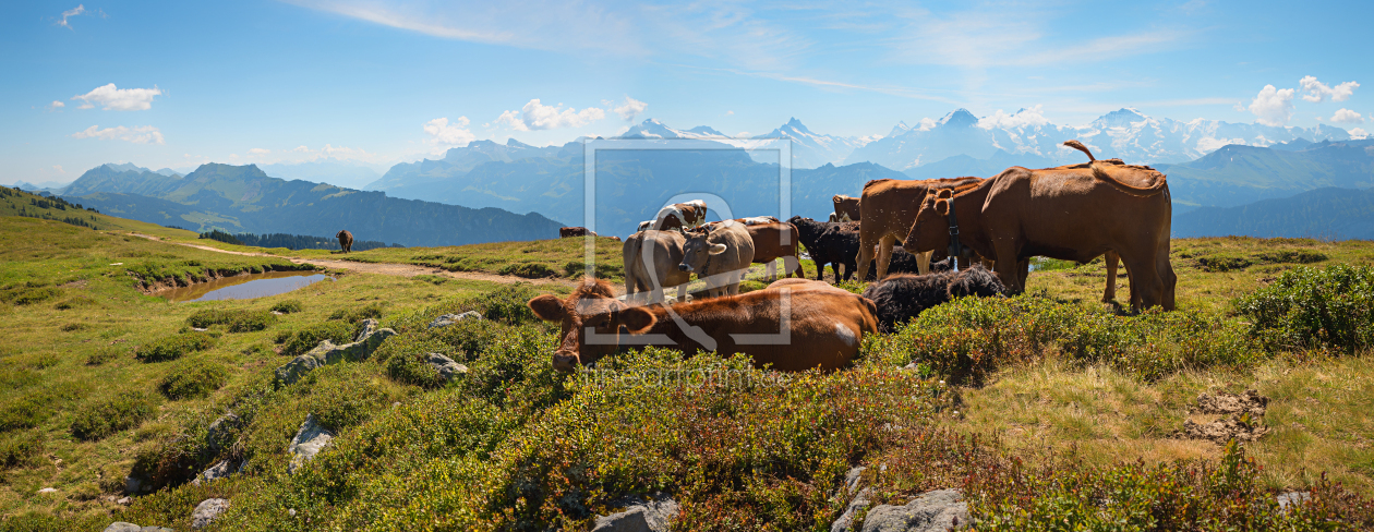 Bild-Nr.: 12563903 Weide mit Kühen am Niederhorn Berner Oberland erstellt von SusaZoom