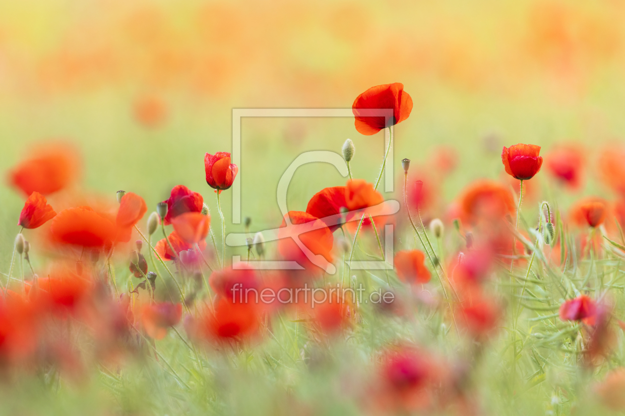 Bild-Nr.: 12564465 Mohnblumen im Sommerlicht erstellt von Daniela Beyer