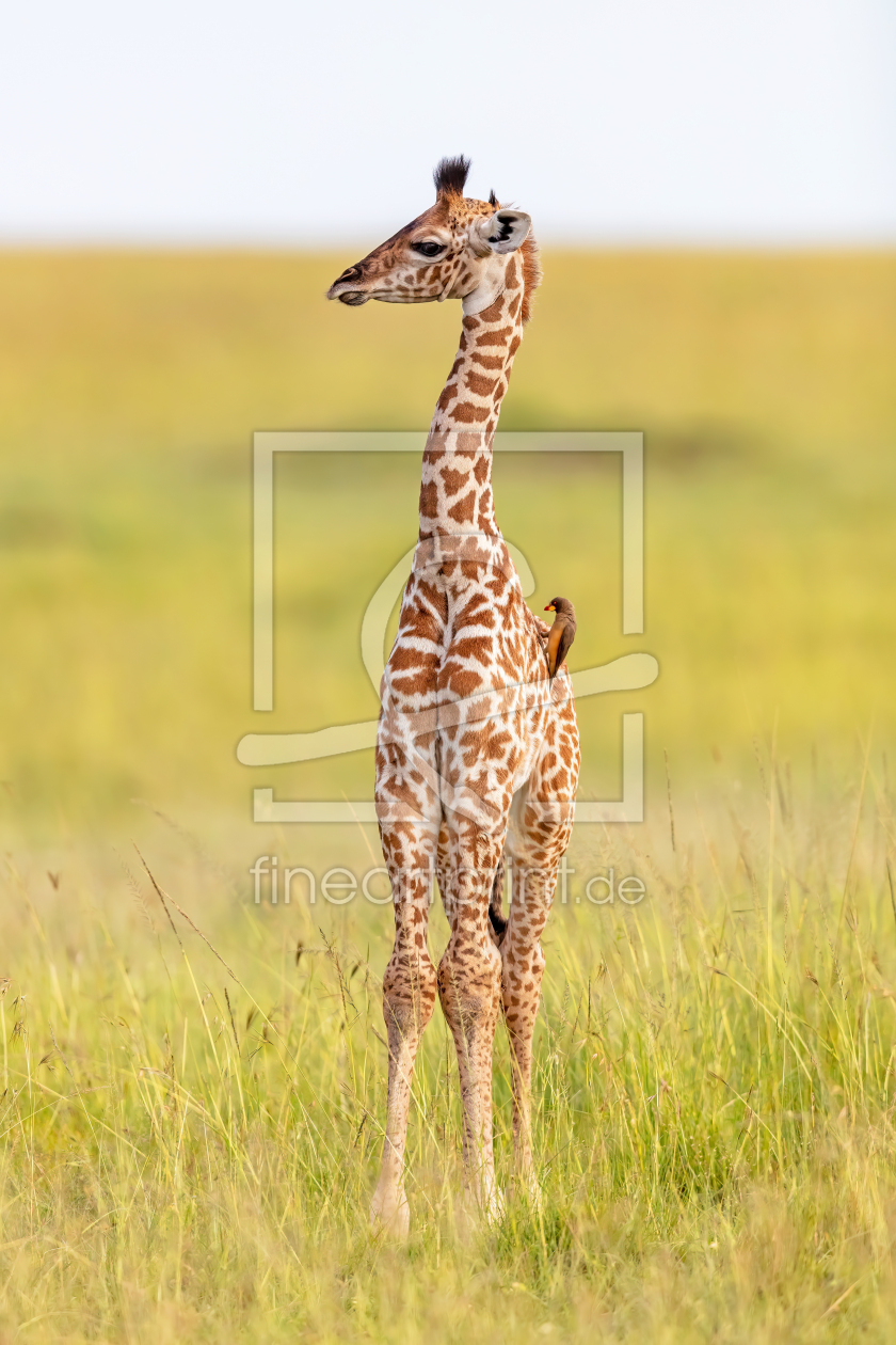 Bild-Nr.: 12566522 Babygiraffe erstellt von Safarifotografie