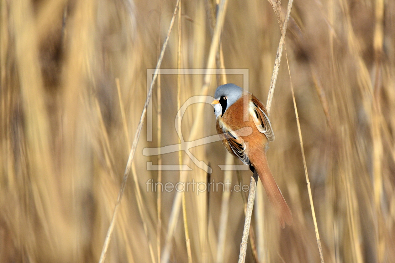 Bild-Nr.: 12566635 Bartmeise erstellt von GUGIGEI